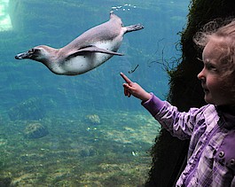 Kind zeigt mit Finger auf einen Pinguin unter Wasser im Aquarium